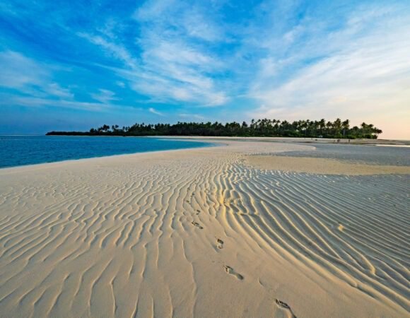 Corals of  Lakshadweep